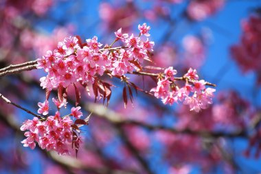 Pembe kiraz çiçeği.