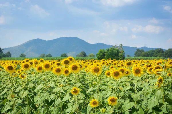 Napraforgó mező — Stock Fotó