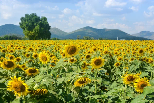 Napraforgó mező — Stock Fotó