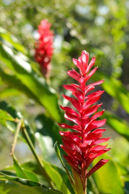 Kırmızı havlıcan çiçek