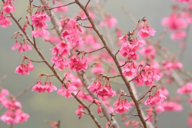 pembe kiraz çiçeği Şubesi