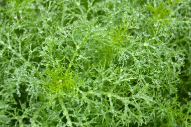 yeşil yaprakları çiğ ile