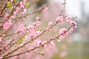 Japonca kayısı pembe çiçekler