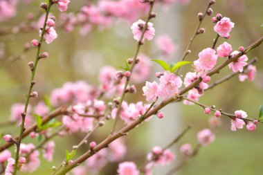 Japonca kayısı pembe çiçekler