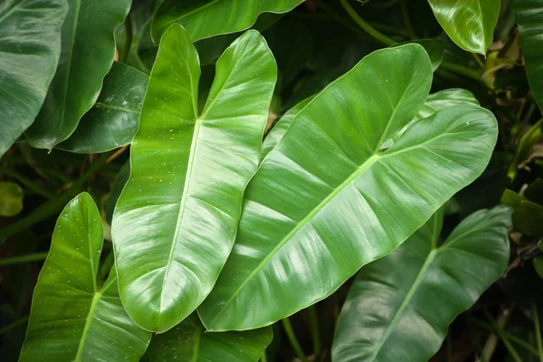 Växtstubbar podophyllum lämnar — Stockfoto