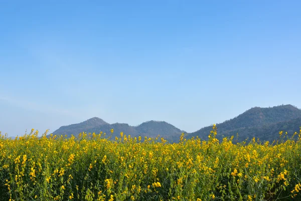 黄色油菜花和湛蓝的天空 — 图库照片