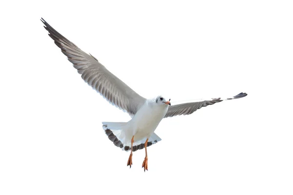 Gaviota aislada en blanco —  Fotos de Stock