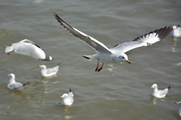 Möwe flog über dem Meer — Stockfoto