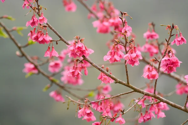 Ramo rosa flor de cereja — Fotografia de Stock