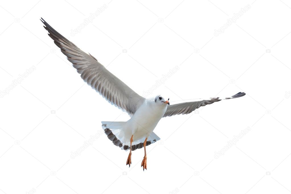 Seagull isolated on white