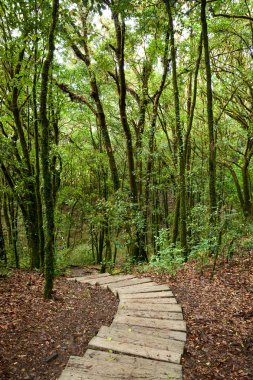 Ahşap merdiven ormandaki adımlardan