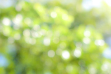 Yeşil doğa bulanık arka plan