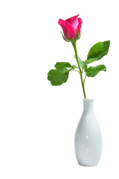 Beyaz bir vazo içinde pembe Gül — Stok fotoğraf