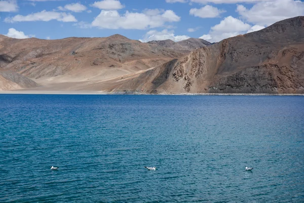 Lac Pangong, le plus haut lac d'eau salée — Photo