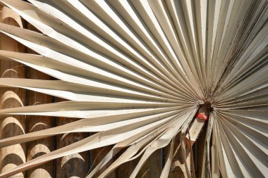 Kuru hurma yaprağı deseni