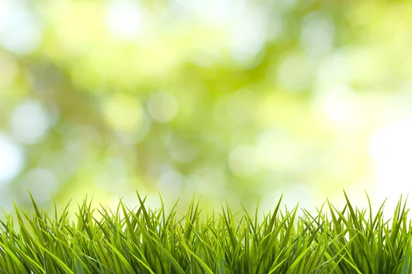 Trawa i zielony natura niewyraźne tło — Zdjęcie stockowe