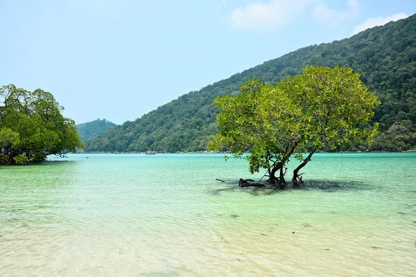 Mangrove trees in the tropical sea — Stock Photo, Image