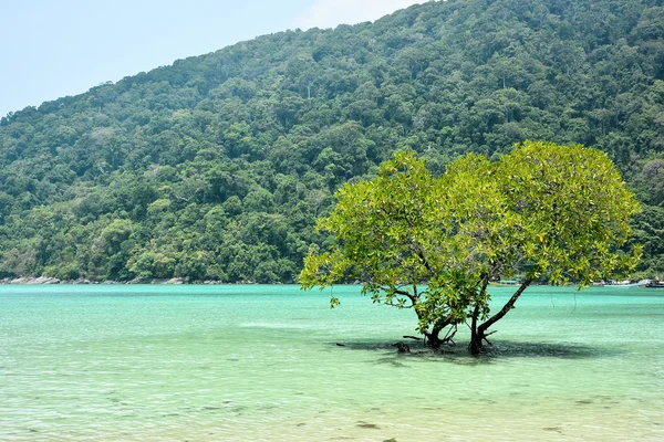 Mangroves dans la mer tropicale — Photo