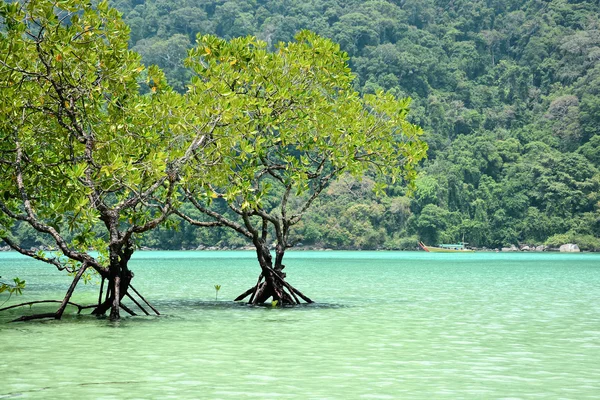 Mangroves dans la mer tropicale — Photo
