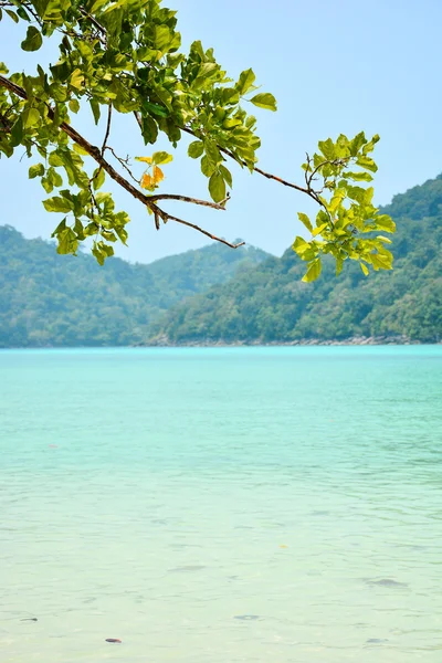 Mar de Andamán y ramas de árboles — Foto de Stock