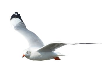 Seagull isolated on white clipart