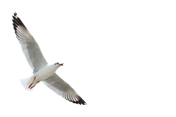 Beyaz izole martı — Stok fotoğraf