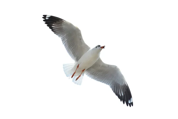 Gabbiano isolato su bianco — Foto Stock