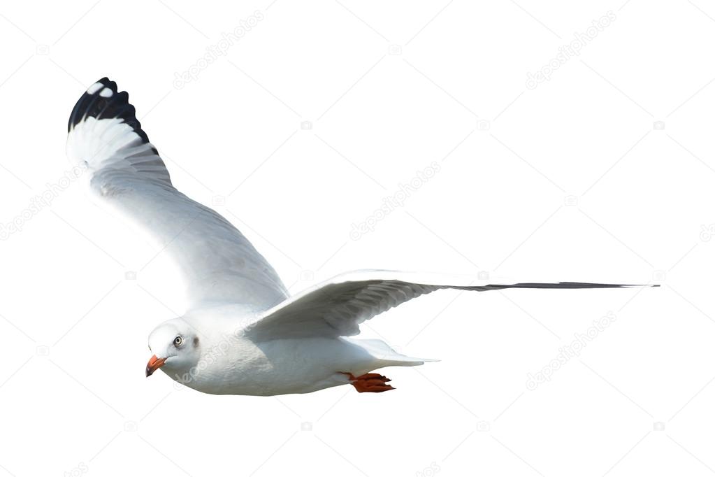 Seagull isolated on white