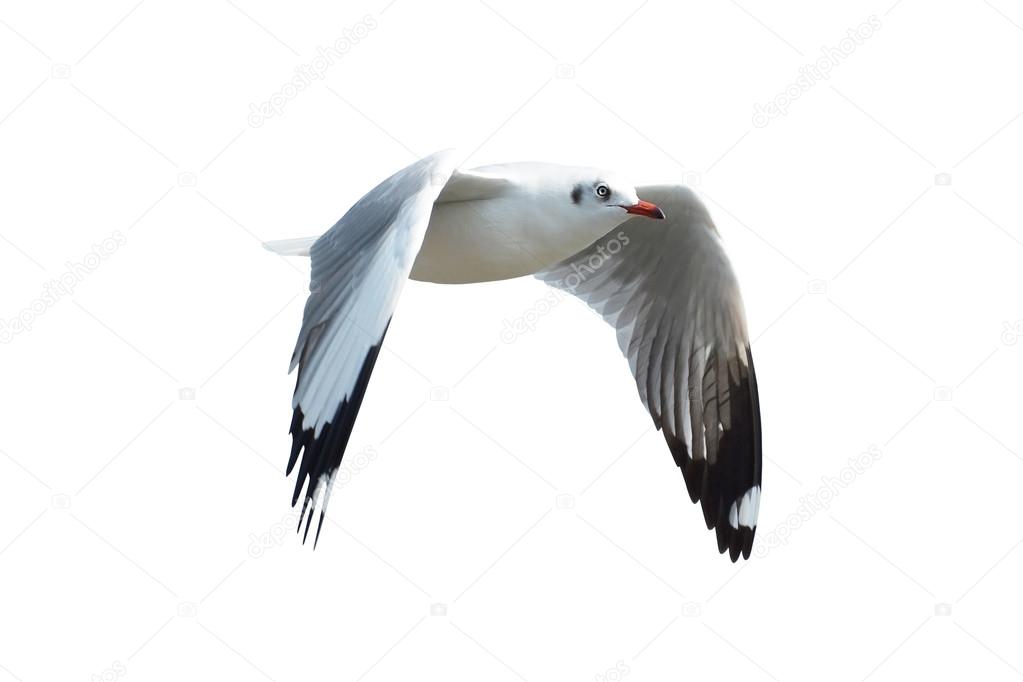 Seagull isolated on white