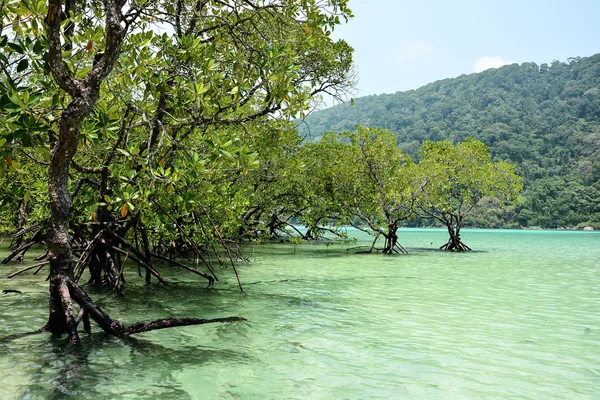 Mangroves dans la mer tropicale — Photo