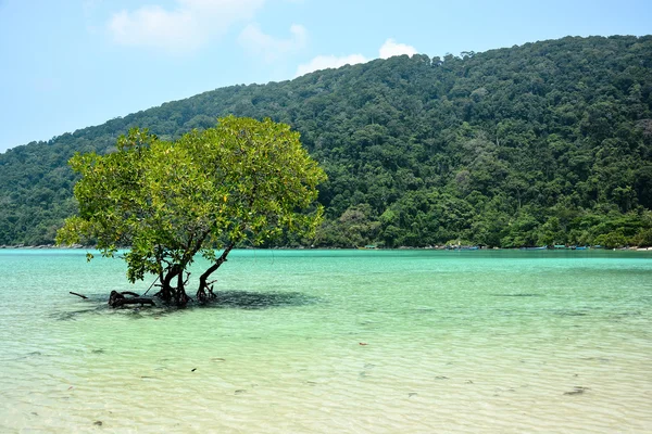 Mangrove trees in the tropical sea — Stock Photo, Image