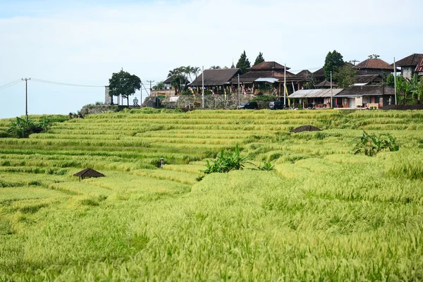 Bali-Reisterrasse, Reisfeld von jatiluwih — Stockfoto