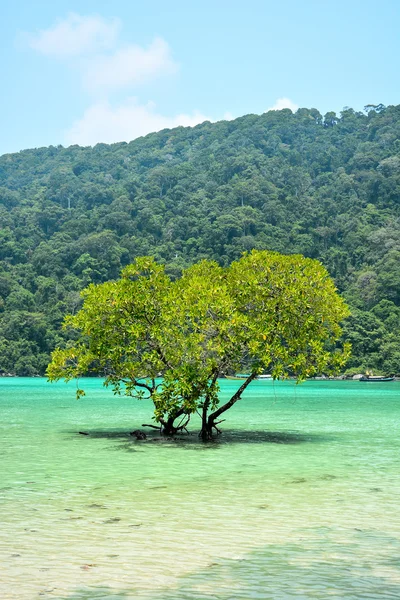 熱帯の海にマングローブの木 — ストック写真