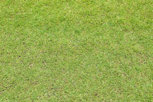 Zielona trawa tekstura tło — Zdjęcie stockowe