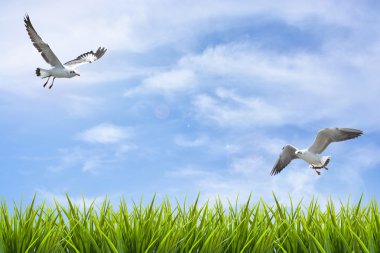 alan çim gökyüzü ve uçan kuşlar