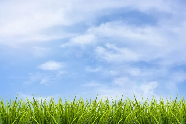 Hierba hierba bajo cielo azul y nubes —  Fotos de Stock