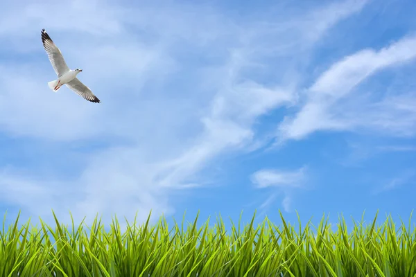 Campo de hierba bajo el cielo y aves voladoras — Foto de Stock