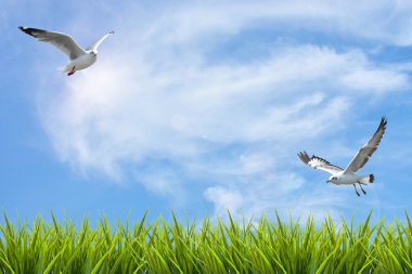 alan çim gökyüzü ve uçan kuşlar