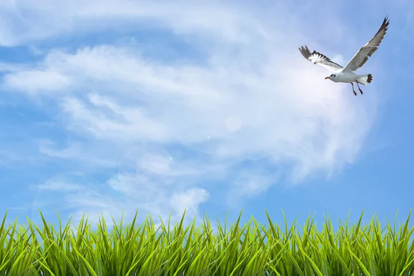 Campo de hierba bajo el cielo y aves voladoras — Foto de Stock