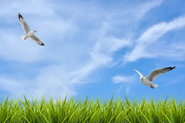Fältet av gräs under himlen och flygande fåglar — Stockfoto