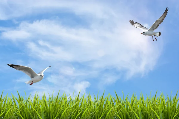 Campo de hierba bajo el cielo y aves voladoras — Foto de Stock