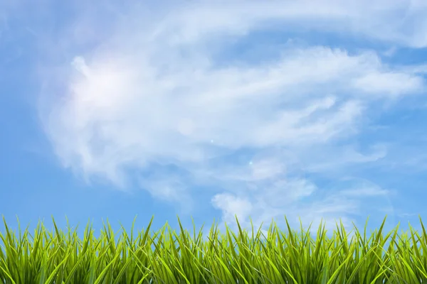 Трава під блакитним небом і хмарами — стокове фото