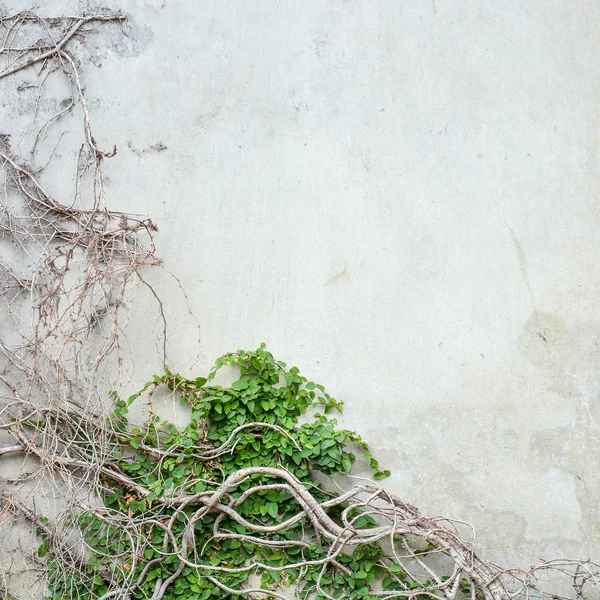 Vine growing on concrete wall — Stock Photo © zephyr18 73591785