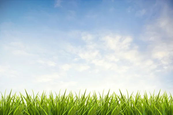 Gras unter blauem Himmel und Wolken — Stockfoto