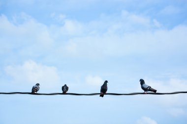 Grup tel üzerinde kuşların