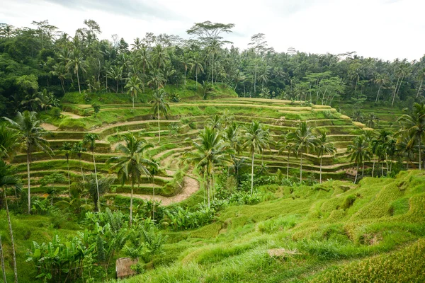 Reis terrasse in bali, indonesien — Stockfoto