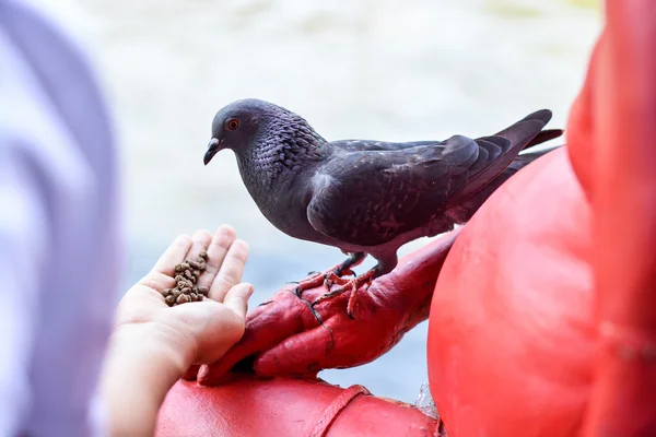 Mano che alimenta il piccione selvatico — Foto Stock