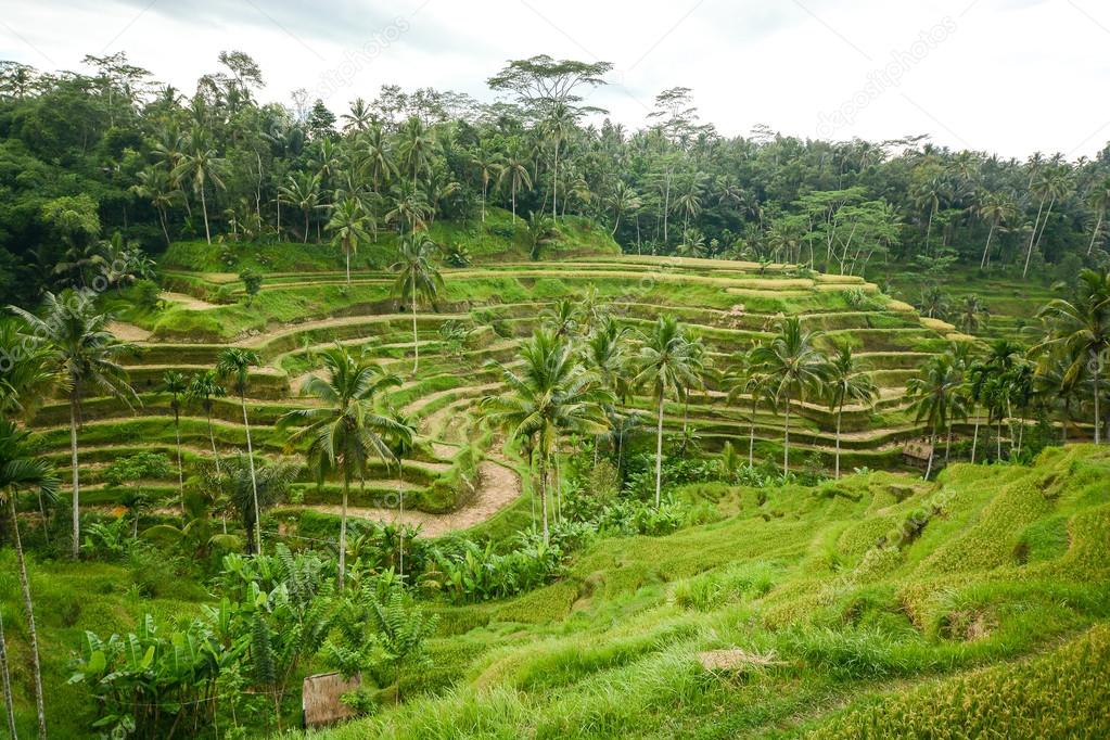 Rice terrace in Bali, Indonesia