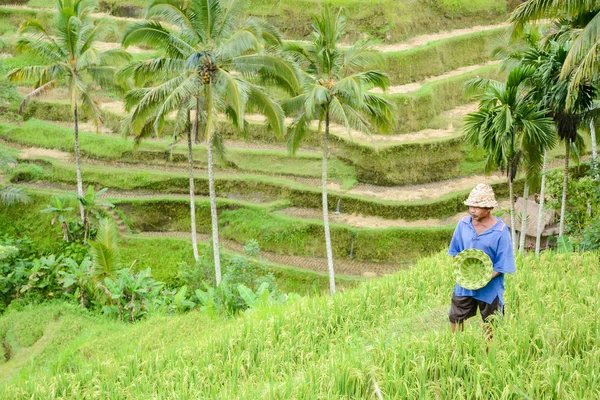 El hombre y el sombrero hecho a mano en la terraza de arroz en Bali — Foto de Stock