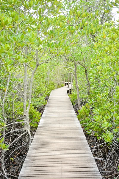 Pasarela de madera en el bosque de manglares —  Fotos de Stock